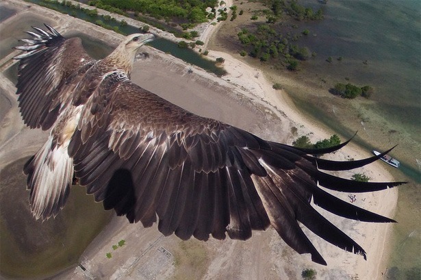 04-eagle-eye-vogel-drone
